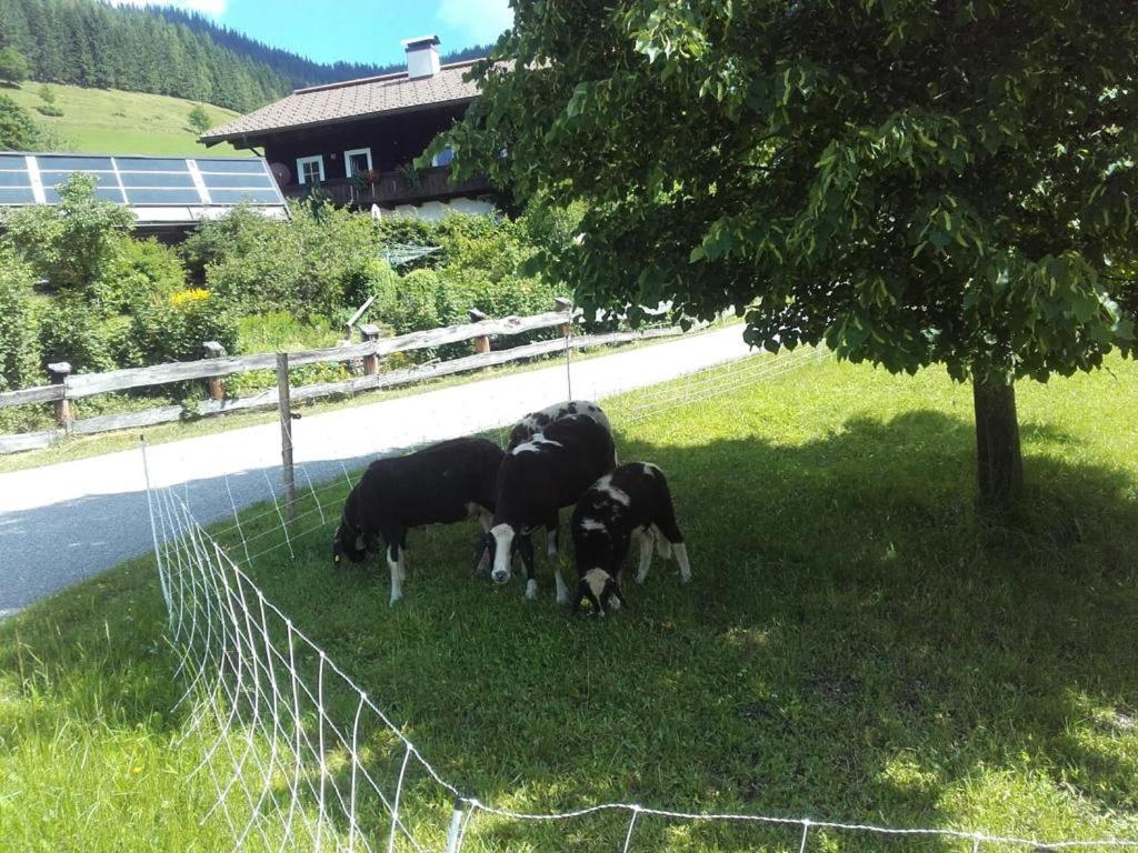 Neudegghof Διαμέρισμα Eben Im Pongau Εξωτερικό φωτογραφία